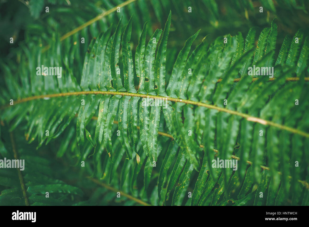 Close up lush green forest hi-res stock photography and images - Alamy