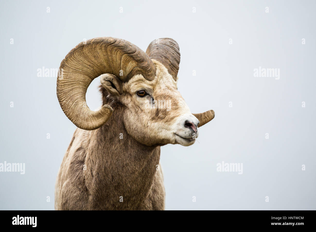 Close up of head and horns of a wild big horned sheep in Southern Canada. Background is a neutral grey fog over a lake. Stock Photo