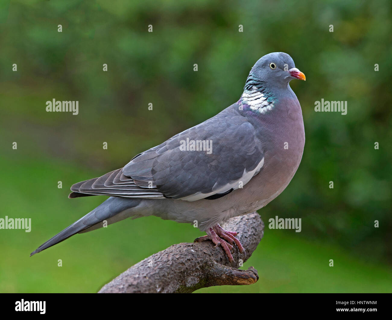Common woodpigeon perched on branch Stock Photo