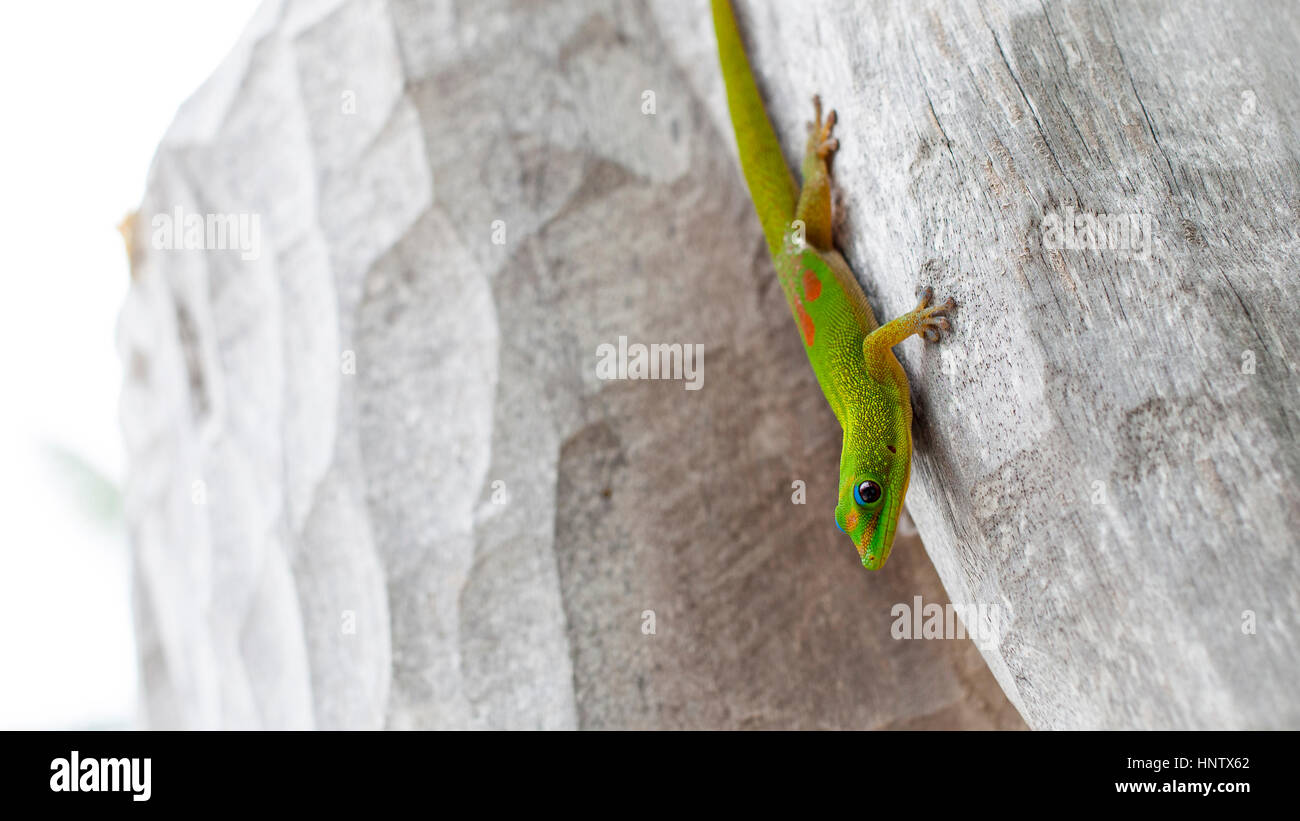 A gecko walks into frame down an native hawaiian statue Stock Photo