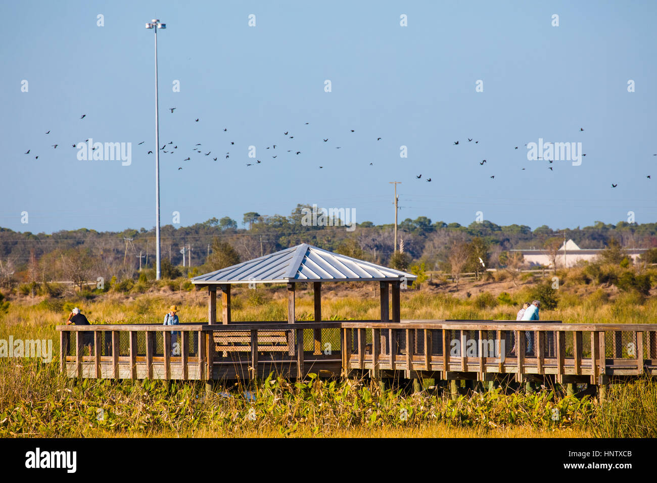 Boardwalk and observation platform  theat Celery Fields Nature area in Sarasota Florida Stock Photo