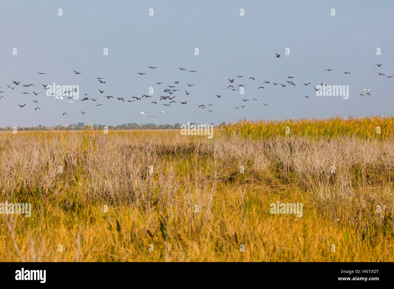 Flock of Glossy Ibis birds flying over marsh lands at Lake Okeechobee in Central Florida Stock Photo
