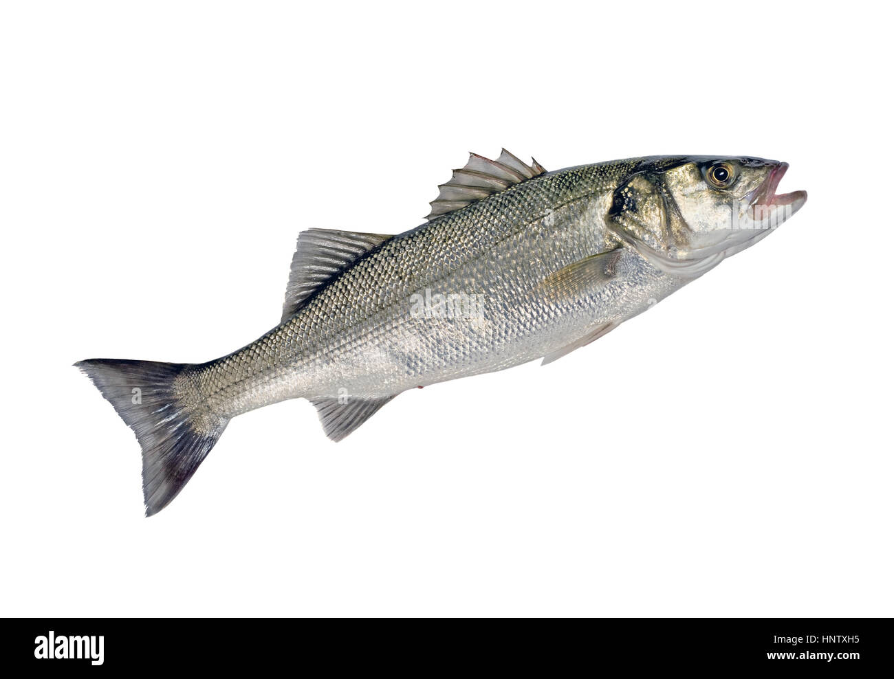 Fresh Whole Sea Bass Fish (Dicentrarchus labrax) Isolated on White Background Stock Photo