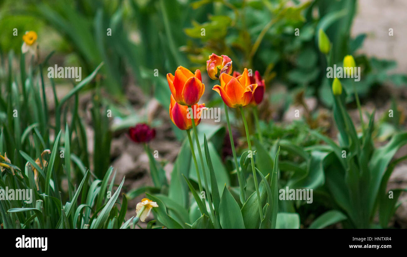A beautiful tulips in the spring garden Stock Photo - Alamy