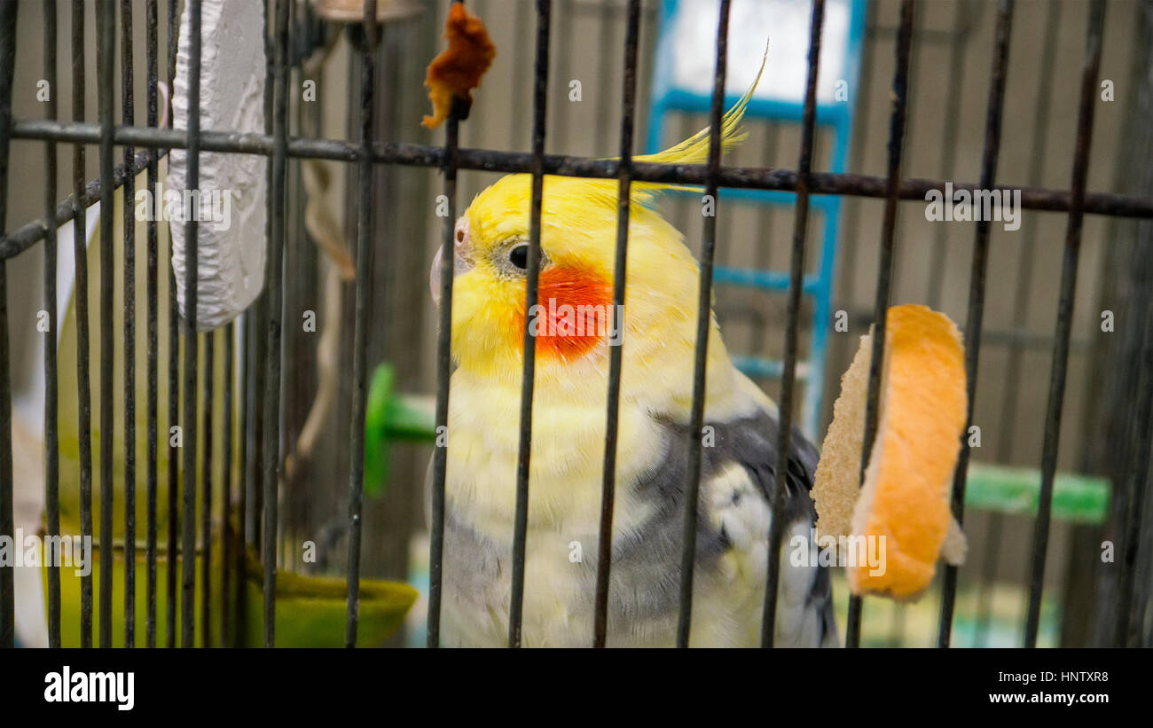 Image showcasing The beautiful bright colorful parrot in a cage Stock Photo - Alamy