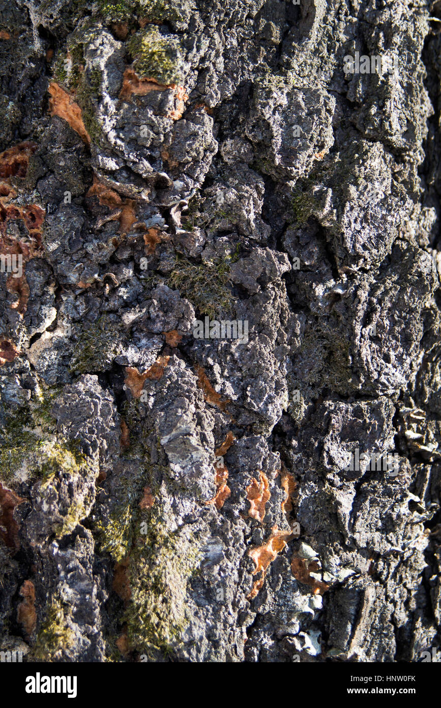 pattern of shining  wood bark with moss Stock Photo