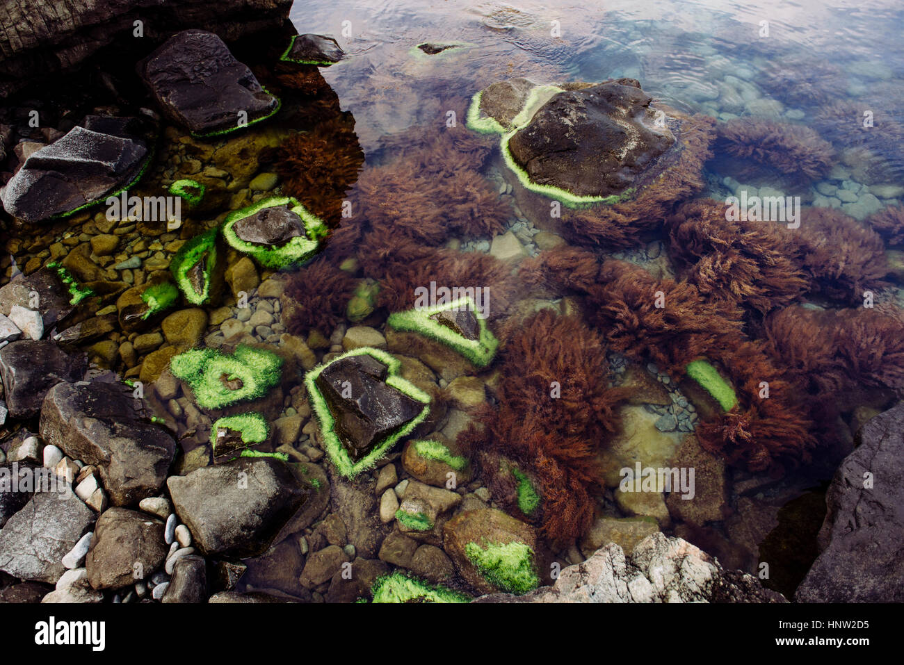Green algae on rocks at beach Stock Photo - Alamy