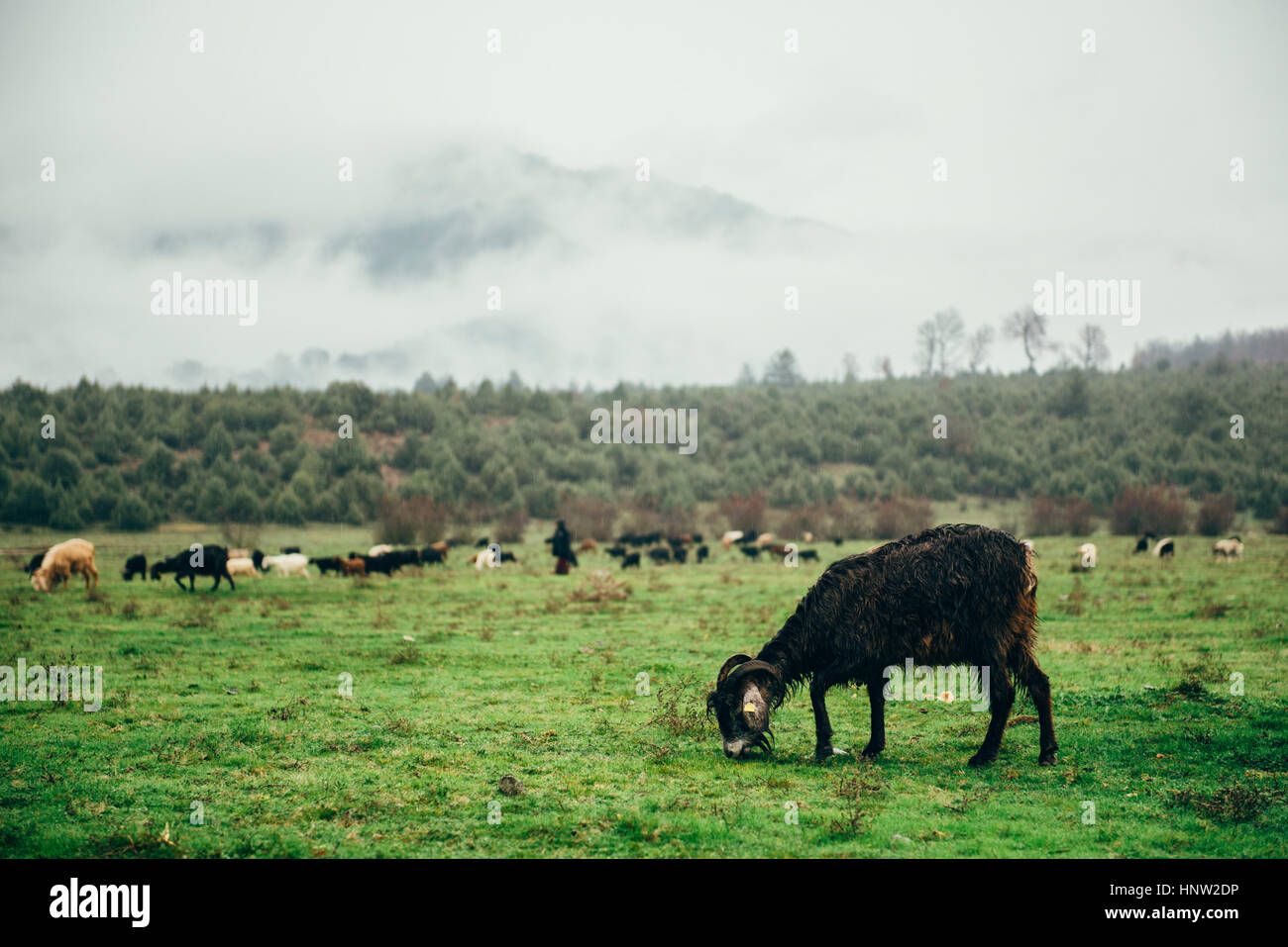 Ram grazing in green pasture Stock Photo