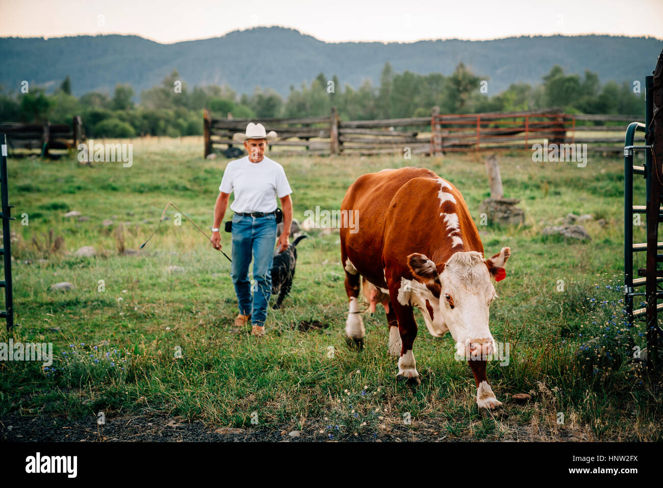 Caucasian farmer and dog walking with cow Stock Photo