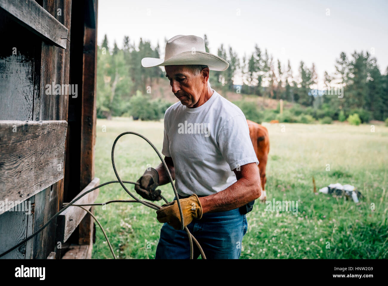 Caucasian farmer tying rope on fence Stock Photo