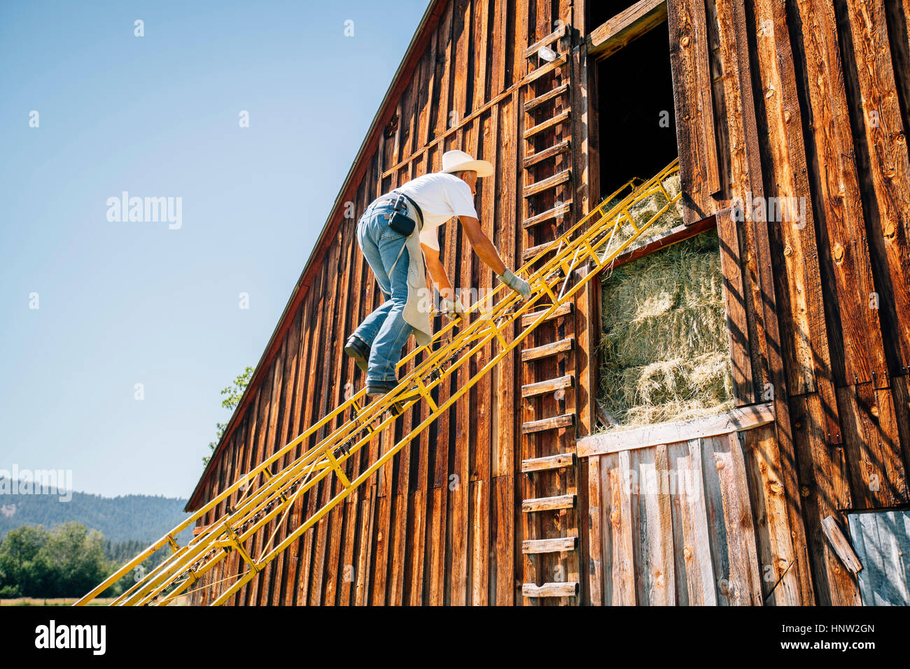 Caucasian farmer climbing ladder to barn Stock Photo