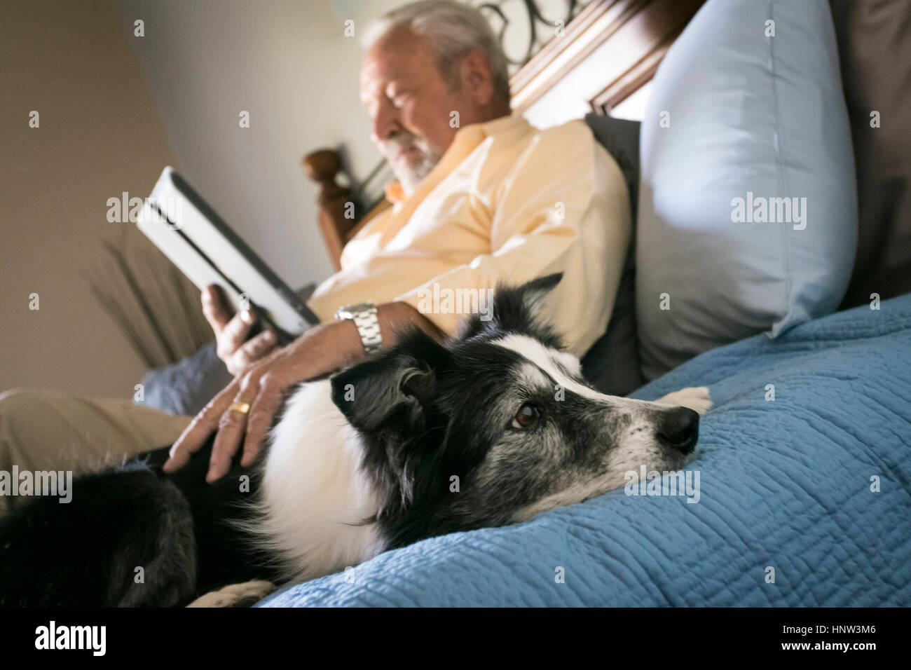Older man laying on bed with dog reading digital tablet Stock Photo