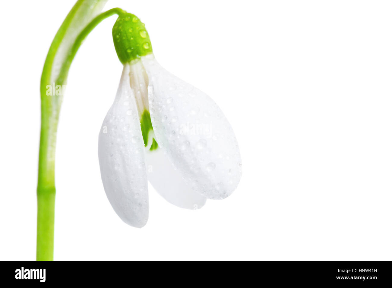 White flower spring snowdrop close-up, isolated on a white background. Stock Photo