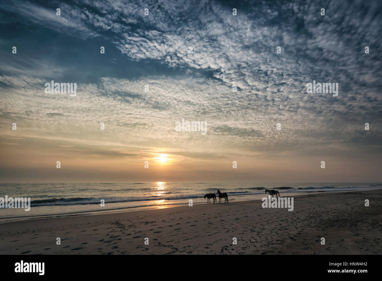 Distant horses on beach at sunset Stock Photo