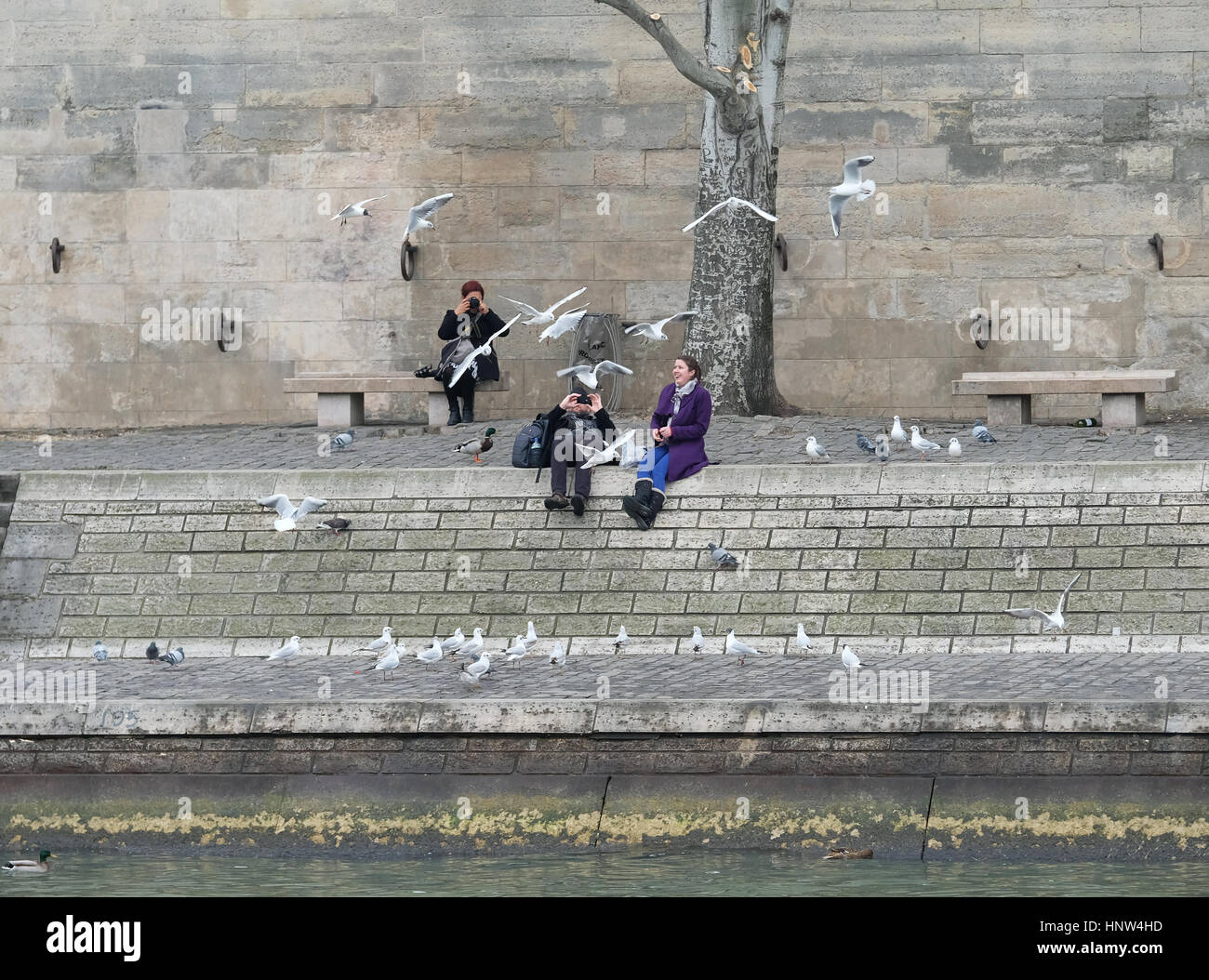 photographers take pictures of seagulls being fed by a woman on the banks of the river Seine in Paris Stock Photo