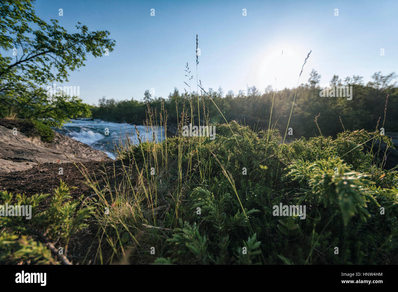 Remote River Foliage near remote river Stock Photo - Alamy