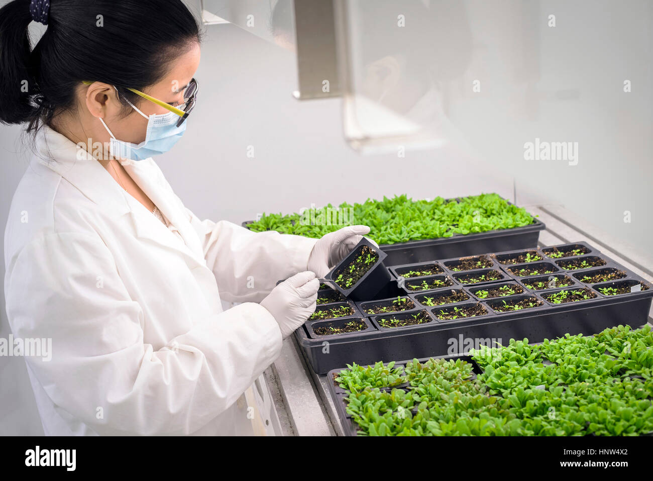 Asian scientist examining plants in laboratory Stock Photo