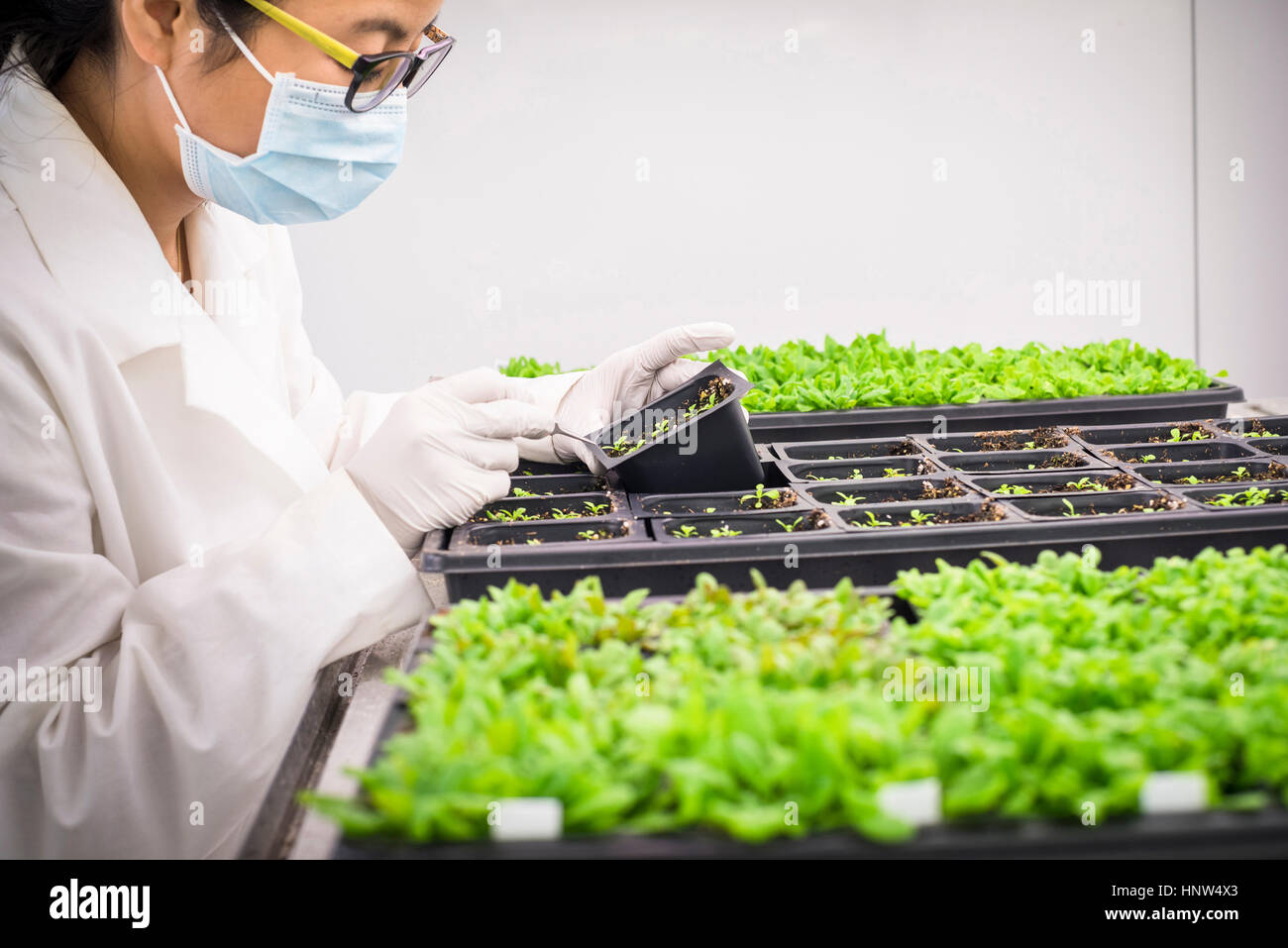 Asian scientist examining plants in laboratory Stock Photo