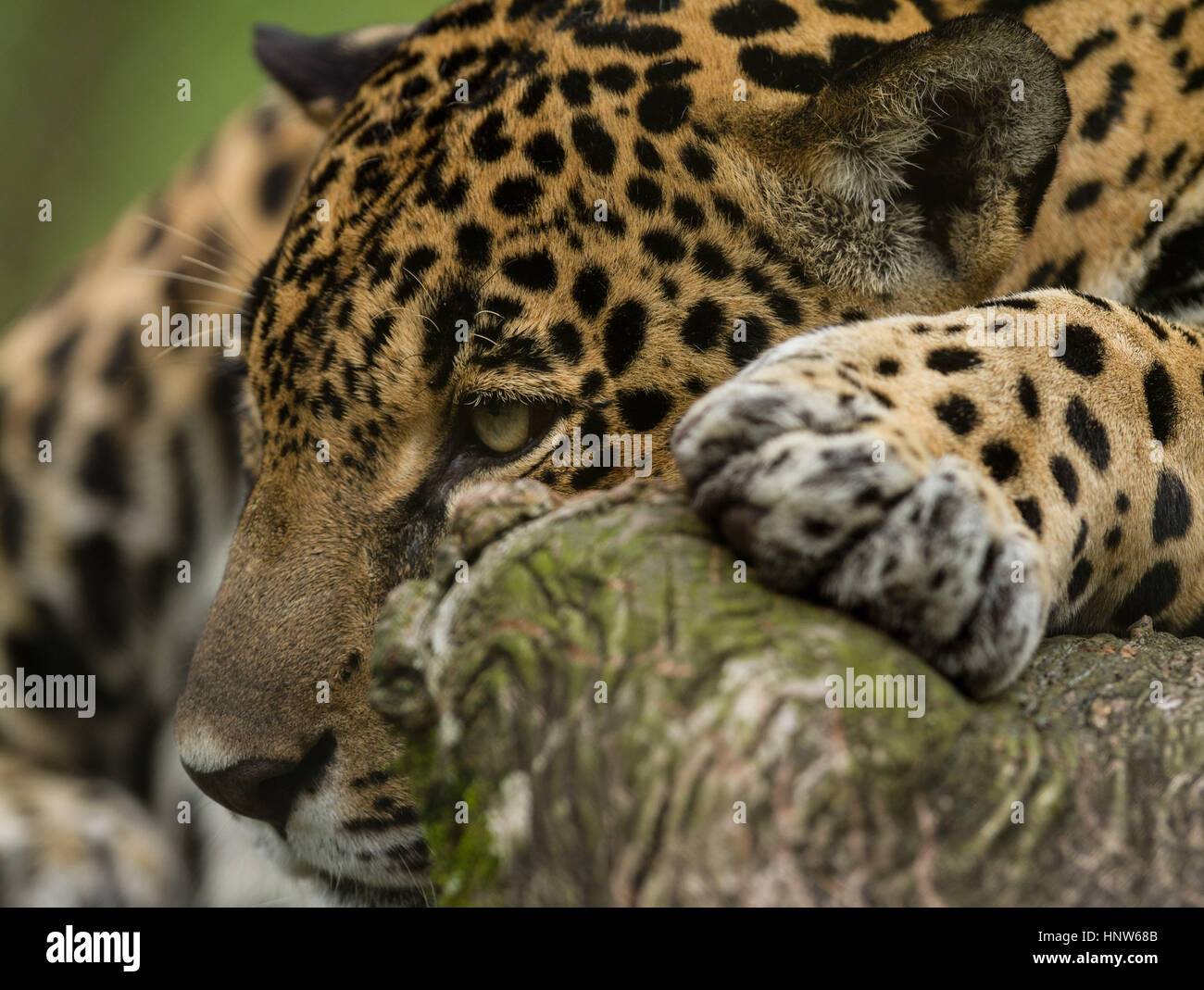Jaguar, Panthera onca, in a private reserve in Costa Rica Stock Photo Alamy