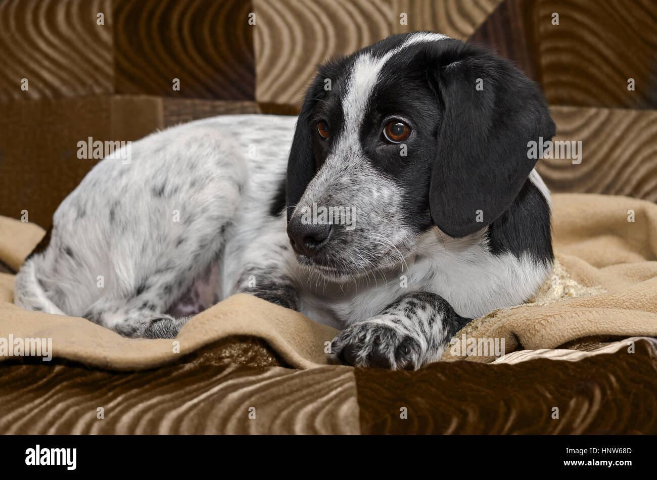 The puppy was lying sad on the couch. Selective focus. Stock Photo