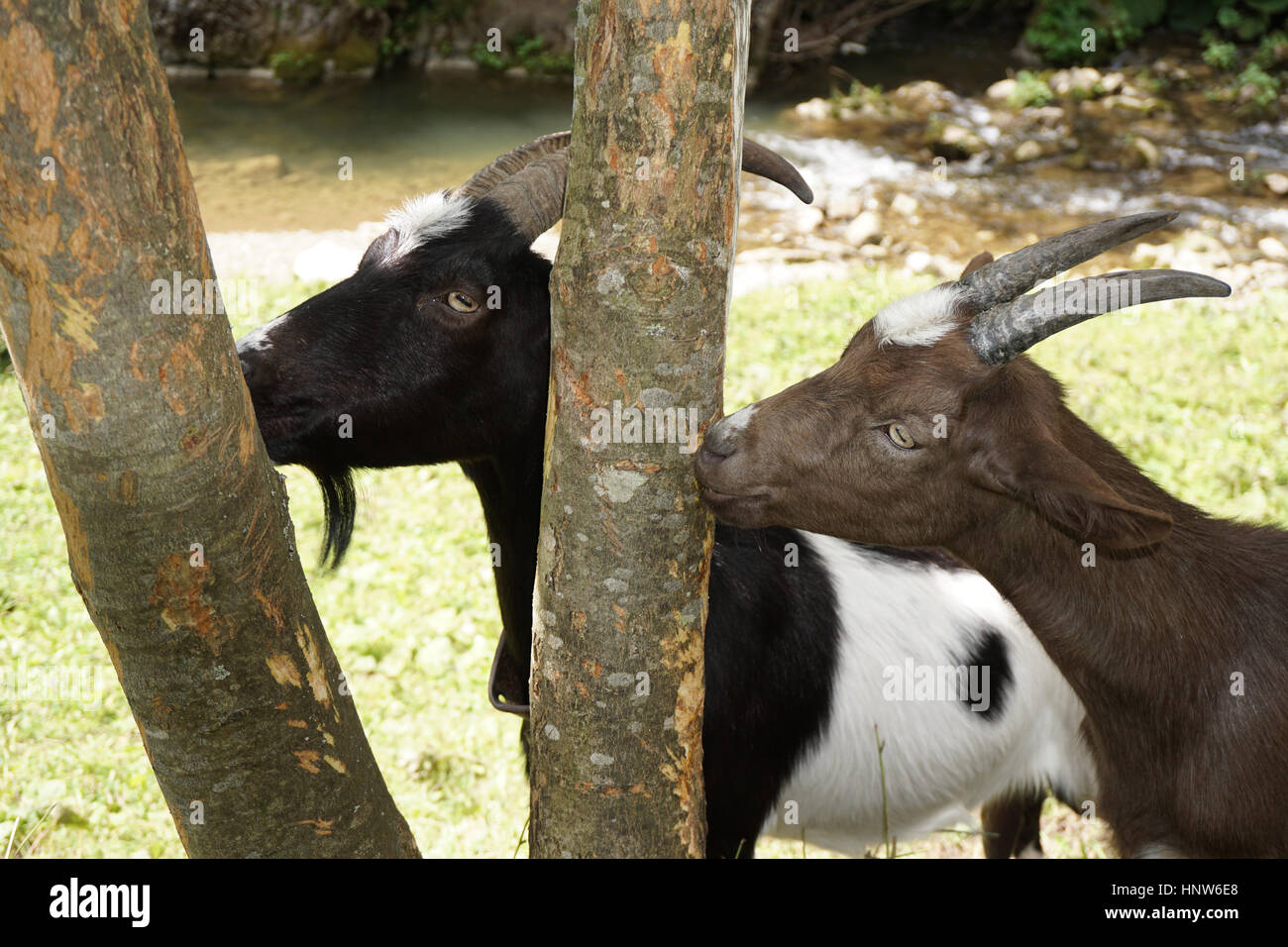 Two goats eat tree bark Stock Photo Alamy