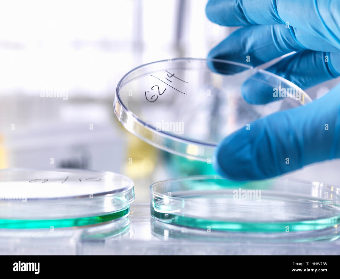 Scientist lifting lid of petri dish to inspect growth of specimen during experiment in