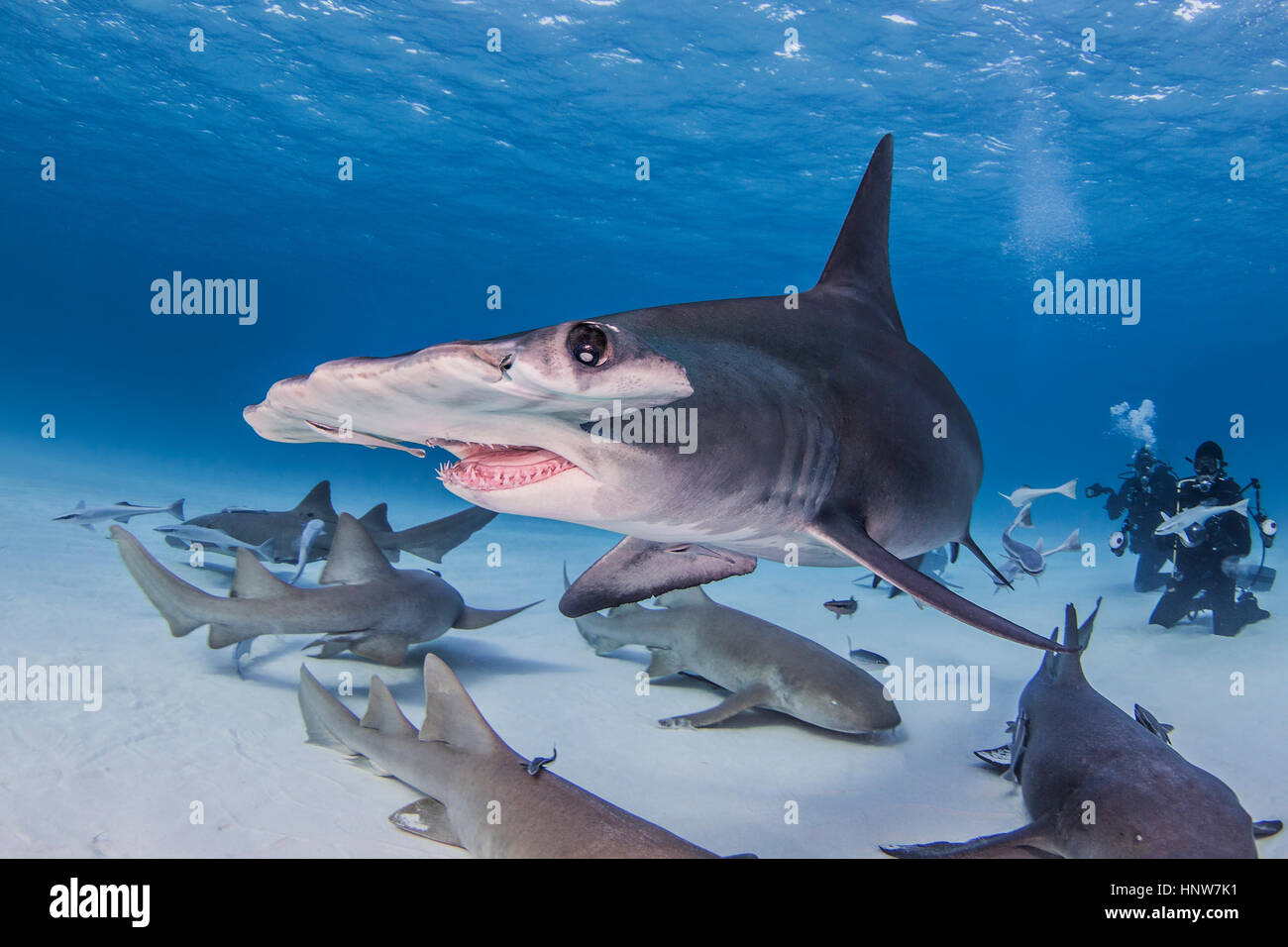Great Hammerhead shark with nurse sharks, underwater view Stock Photo