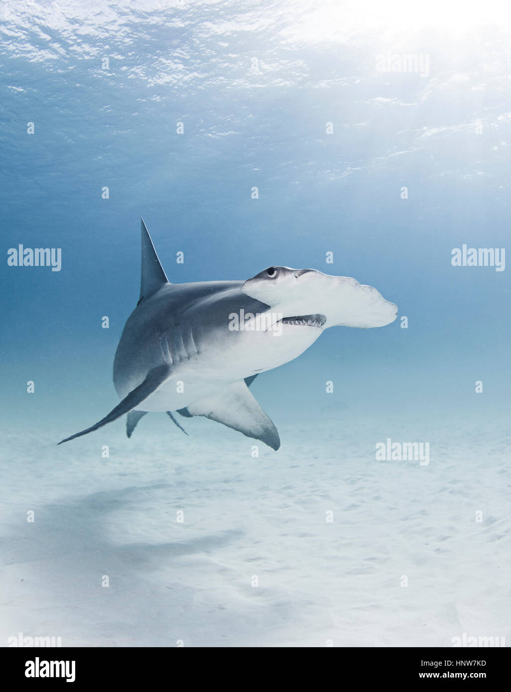 Great Hammerhead shark, underwater view Stock Photo Alamy