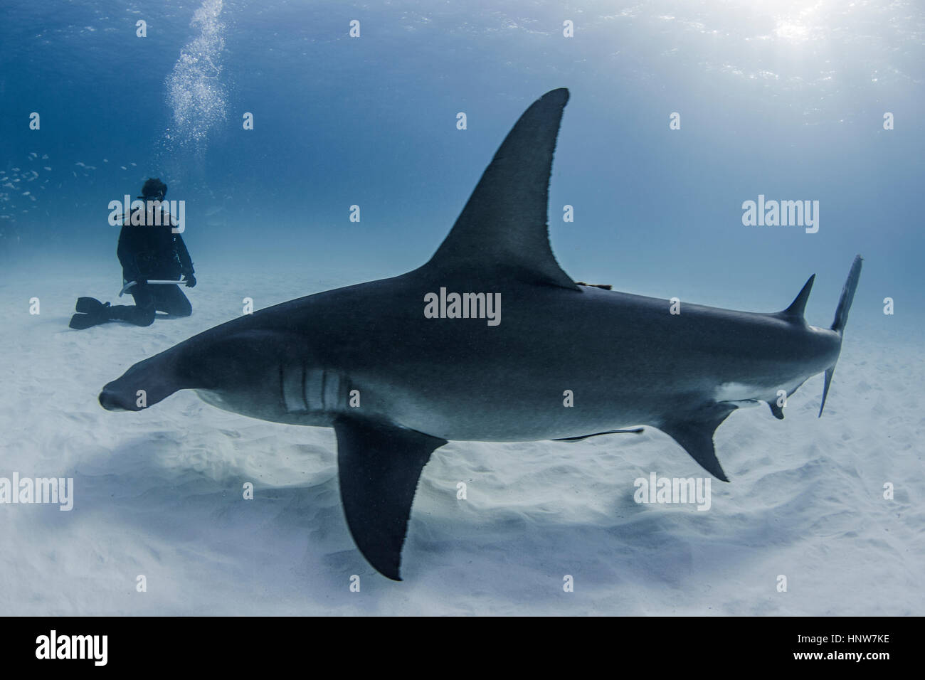 Diver beside Great Hammerhead shark, underwater view Stock Photo - Alamy