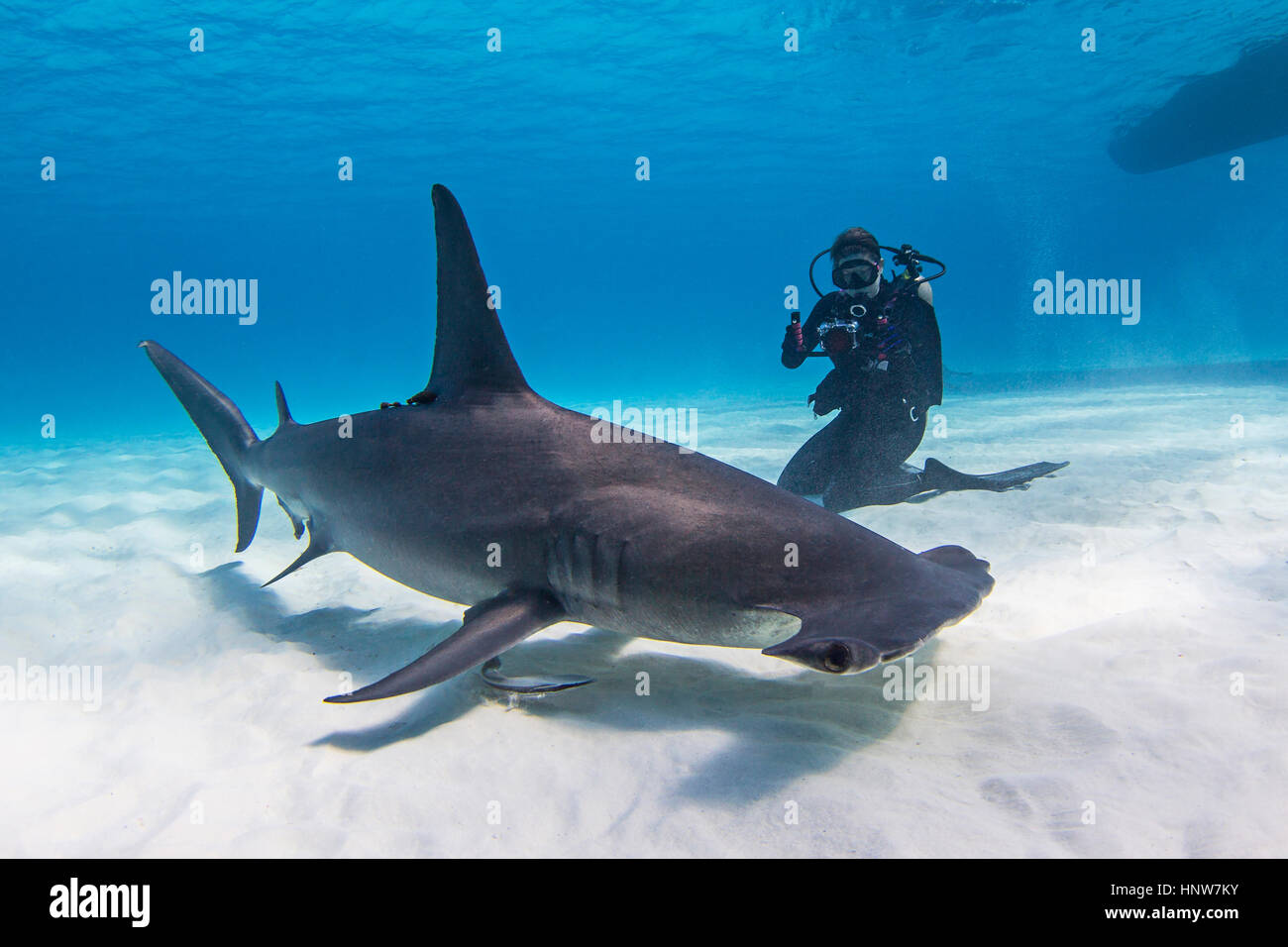 Diver beside Great Hammerhead shark, underwater view Stock Photo - Alamy