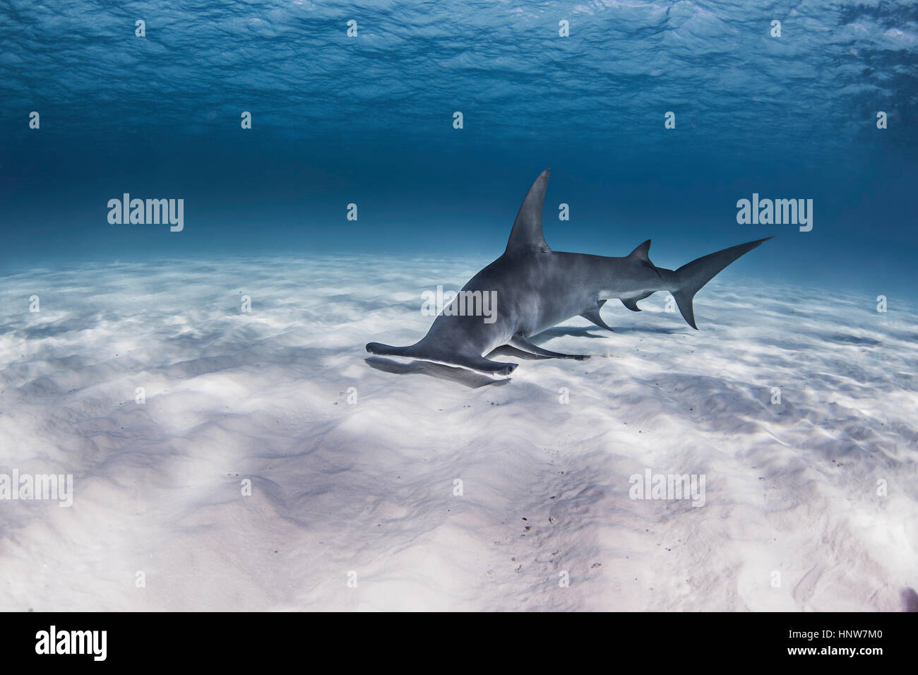 Great Hammerhead shark, underwater view Stock Photo Alamy