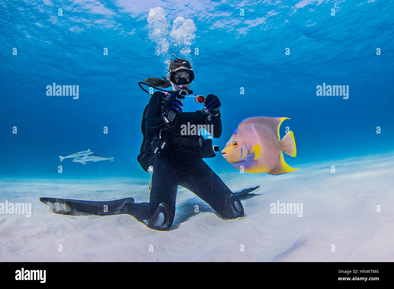 Diver photographing Juvenile Queen Angel fish,  underwater view Stock Photo