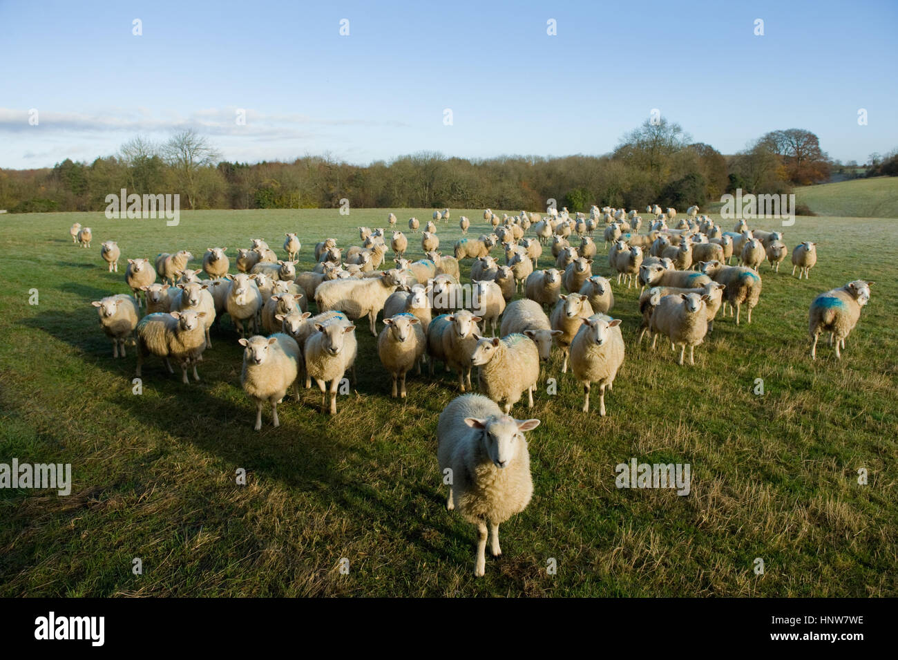 Portrait of curious flock of sheep standing in field landscape Stock ...
