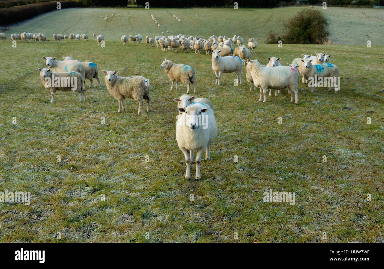 Portrait of curious sheep on field hillside Stock Photo - Alamy