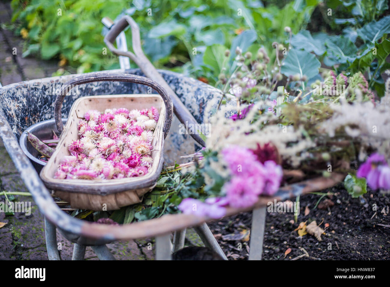 Picked flowers, Helichrysum bracteatum, in wheelbarrow Stock Photo