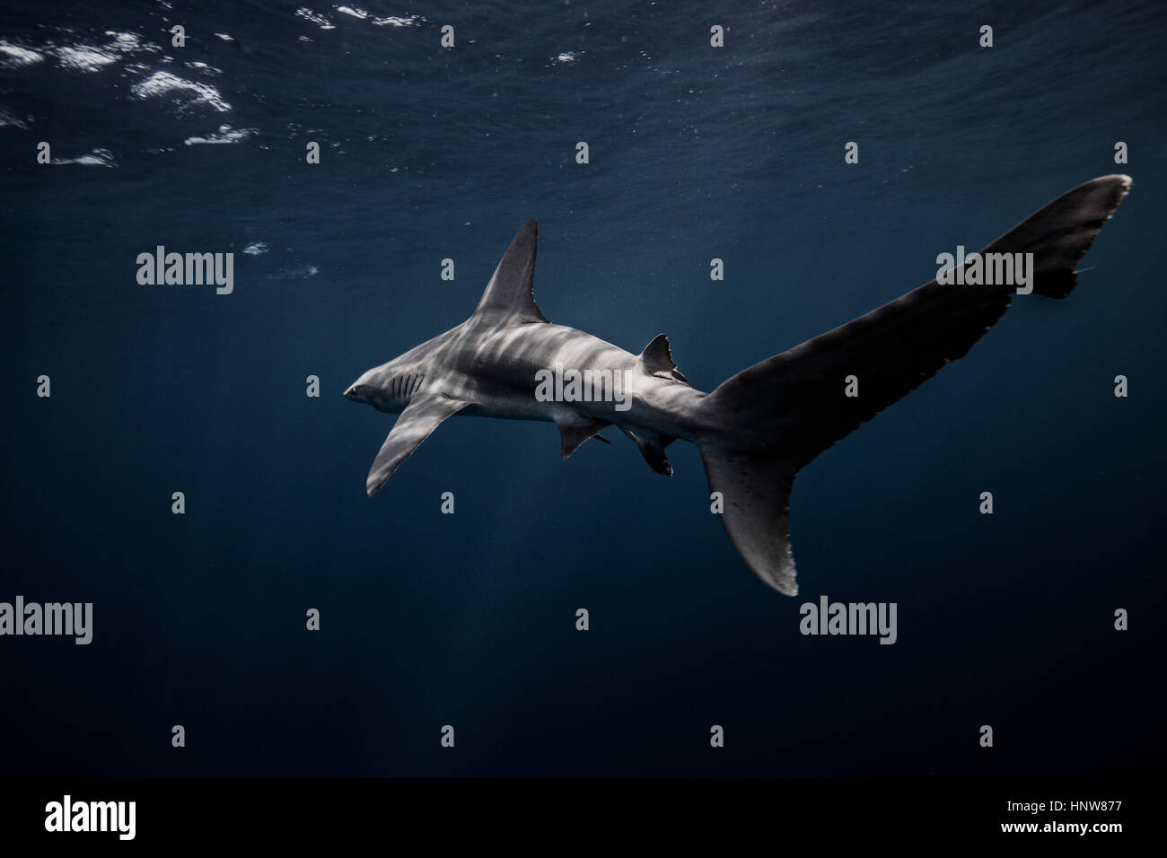 Sandbar shark, swimming, underwater view, Jupiter, Florida Stock Photo