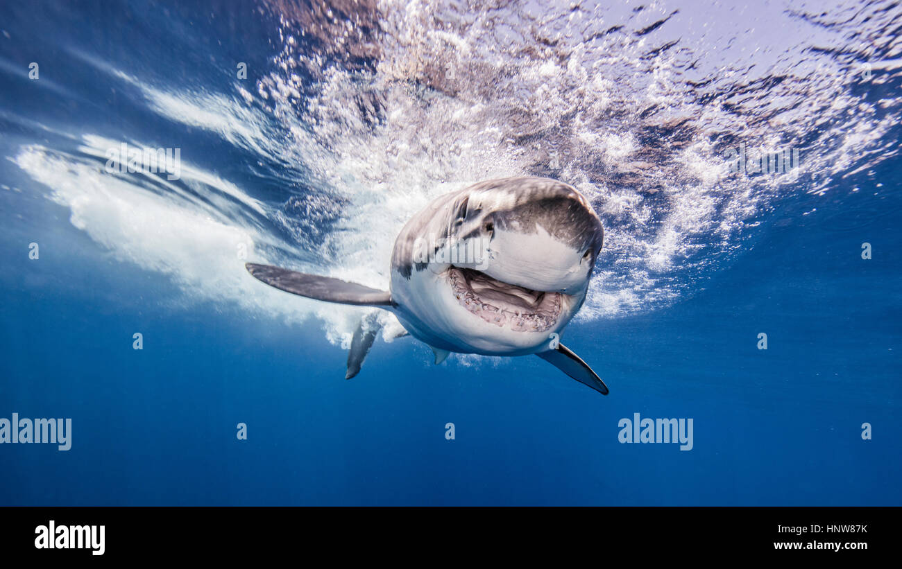 Great white shark, underwater view, Guadalupe Island, Mexico Stock Photo
