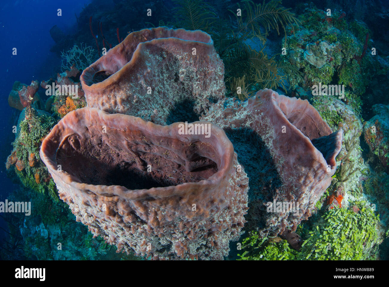 Massive sponges at unspoiled reefs, Chinchorro Banks, Quintana Roo, Mexico Stock Photo