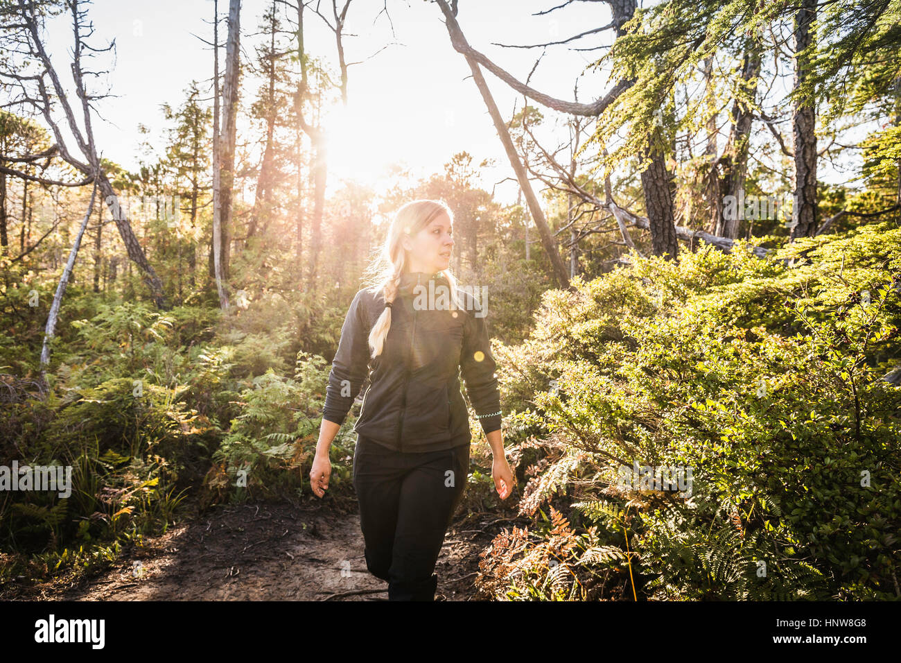 Female hiker hiking through sunlit rainforest, Pacific Rim National Park, Vancouver Island, British Columbia, Canada Stock Photo