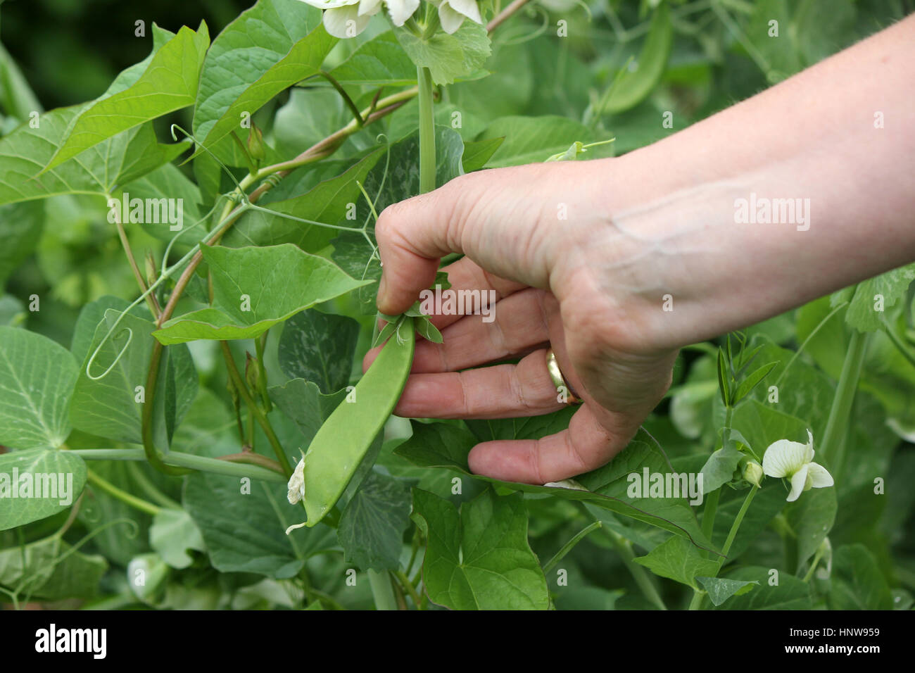 A hand reaches out to pick peas from a pea crop on a farm Stock Photo