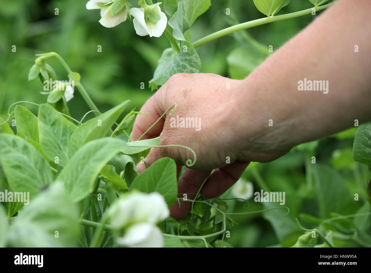 A hand reaches out to pick peas from a pea crop on a farm Stock Photo