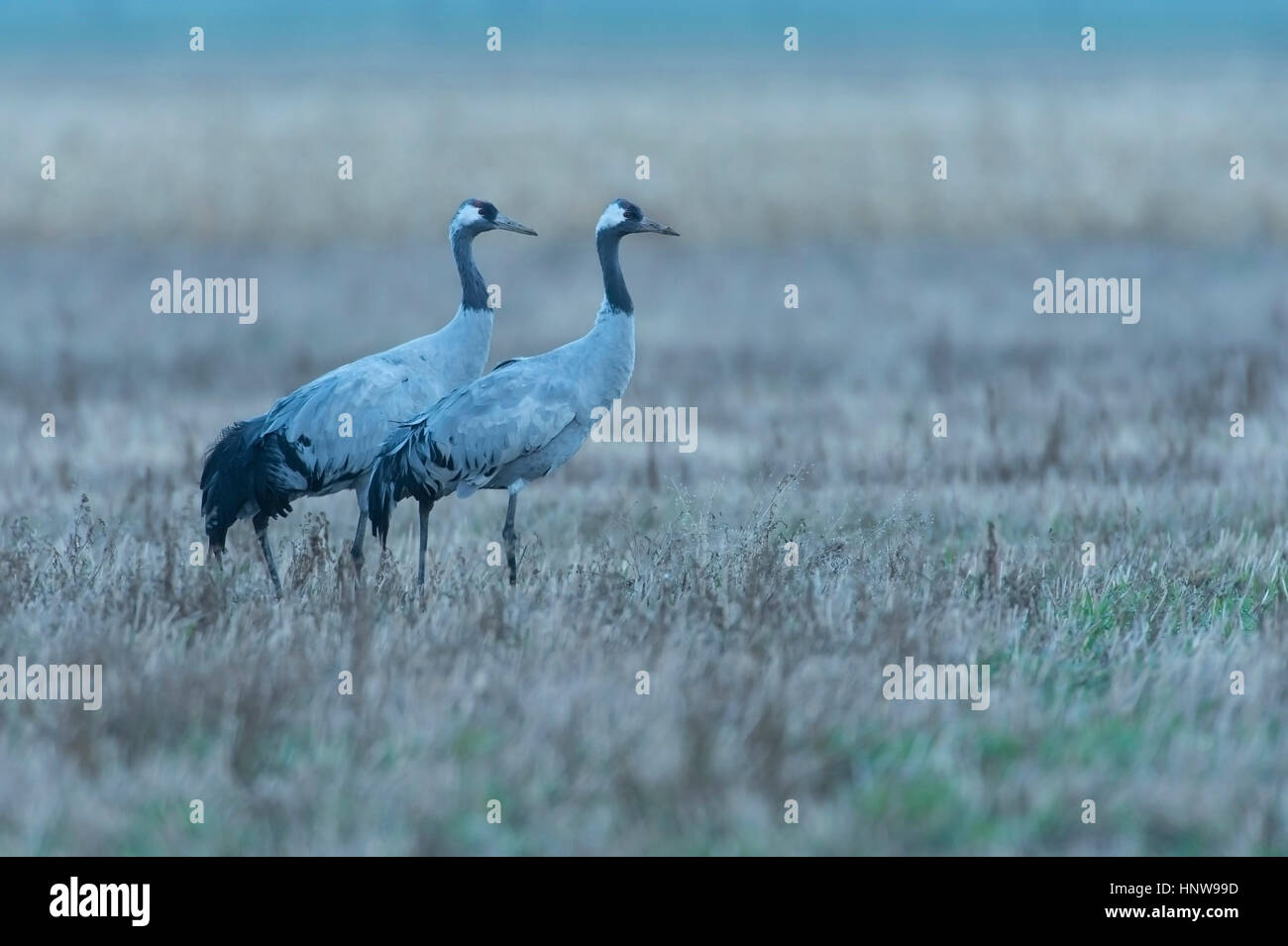 Crane, bird of the luck, Kranich, Vogel des Gluecks Stock Photo
