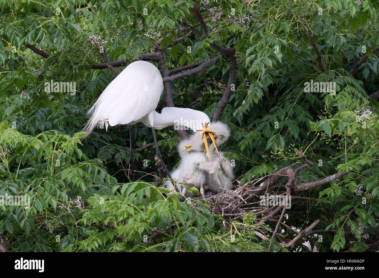 Great Egrets Feeding Nestlings at Smith Oaks Sanctuary, Texas Stock Photo