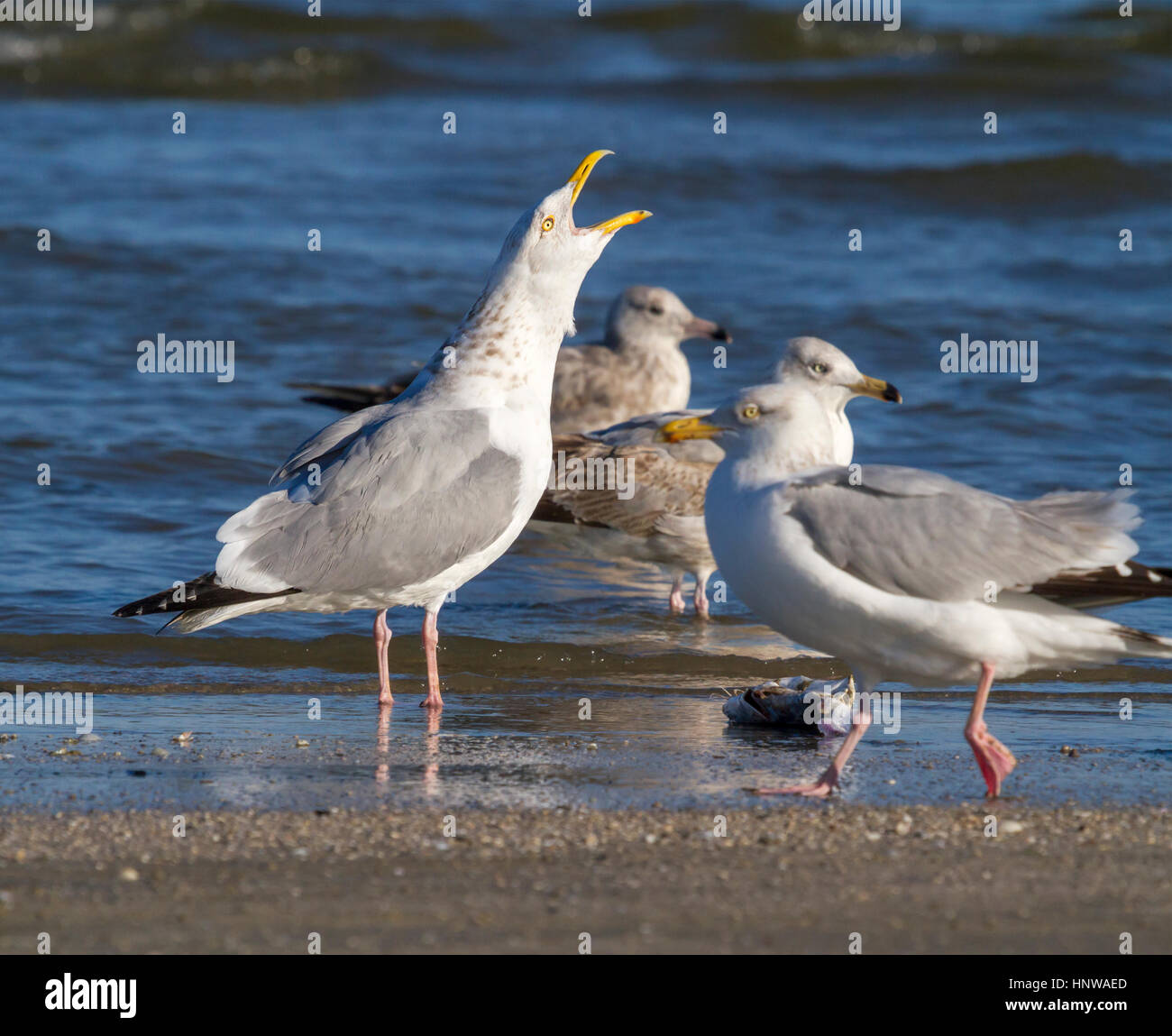 Larus smithsonianus (American Herring Gull, Arctic Herring Gull Stock
