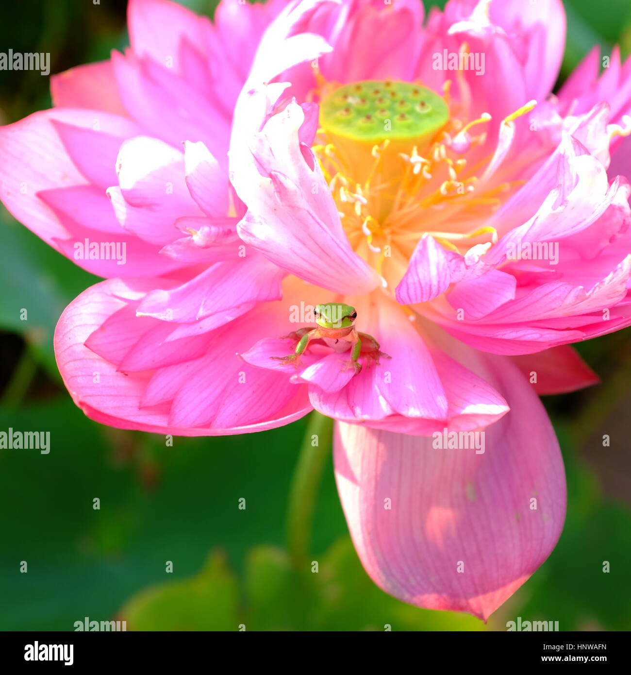 Frog on lotus petal Stock Photo