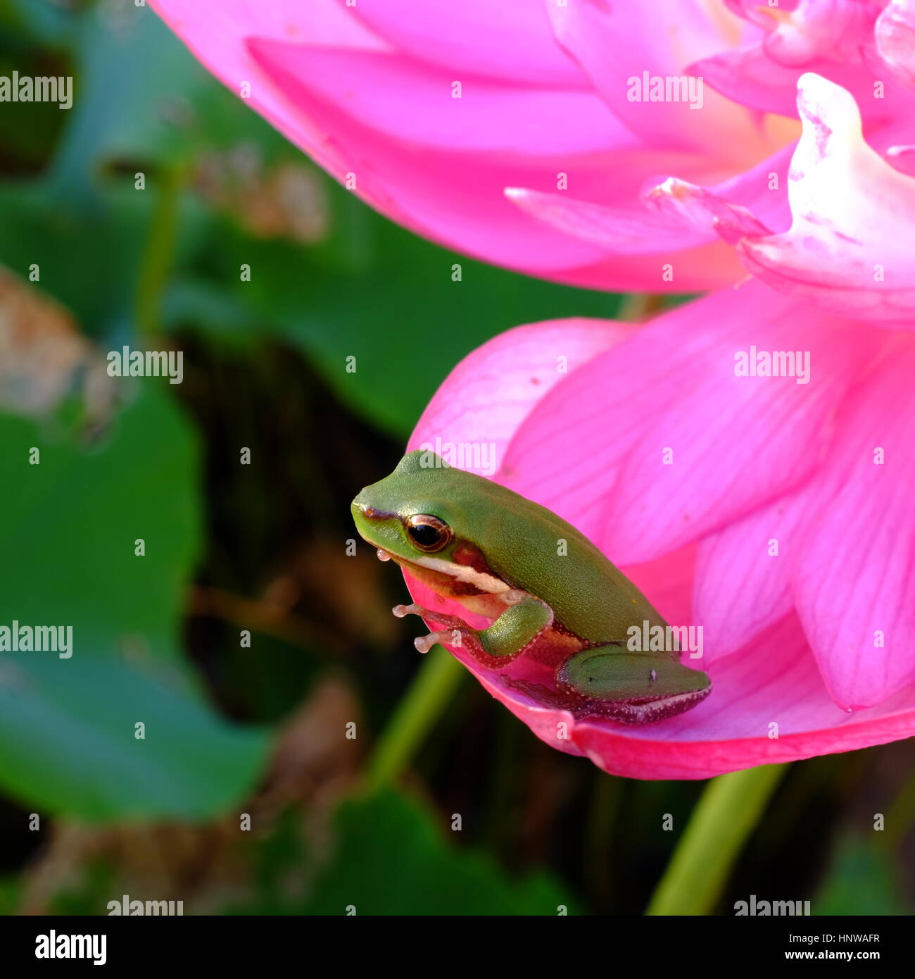 Frog on lotus petal Stock Photo