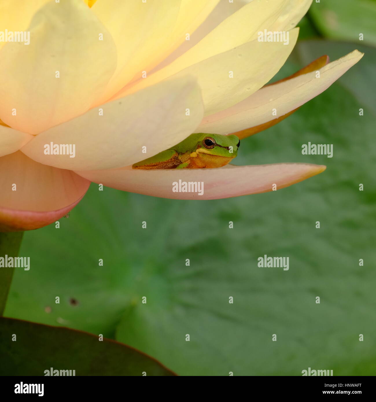 Frog on lily petal Stock Photo