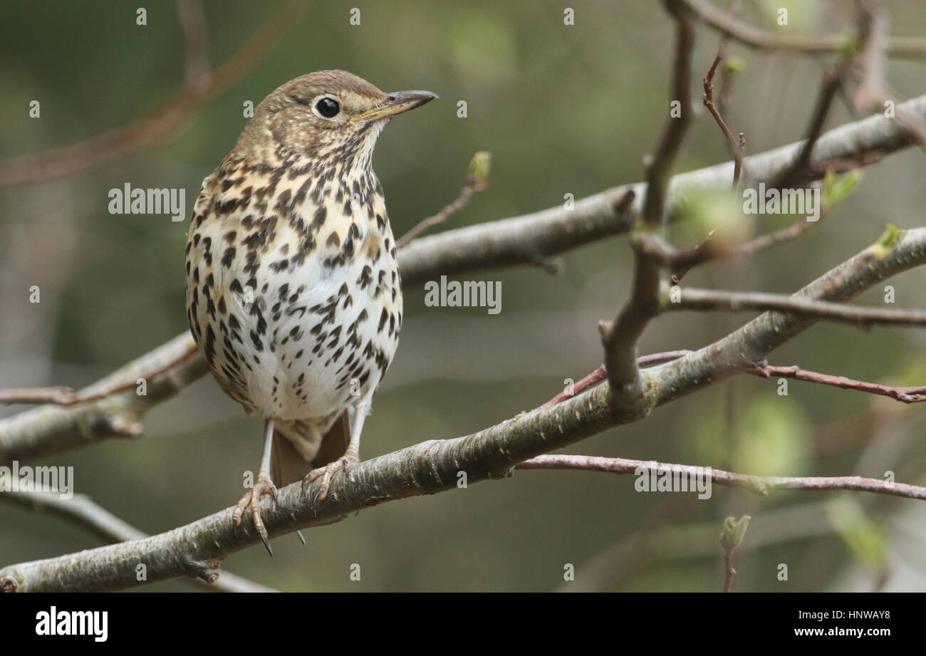 Thrush species uk hi-res stock photography and images - Alamy