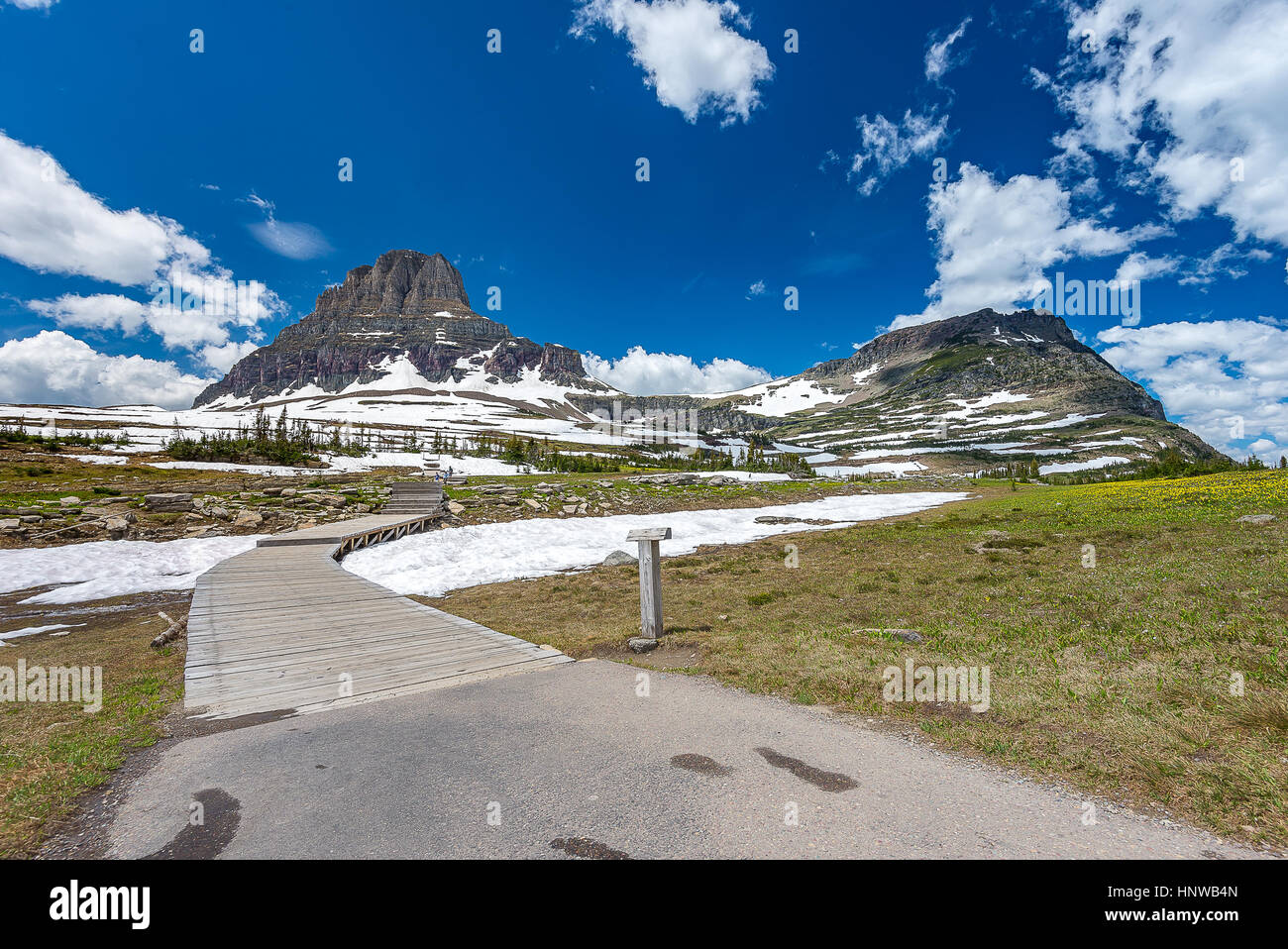 Glacier national park montana wildflowers hi-res stock photography and ...