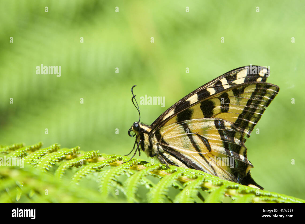 Western Tiger Swallowtail, also known as the American Swallowtail or Parsnip Swallowtail resting on a fern Stock Photo